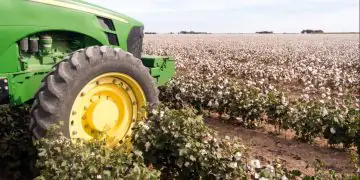 Colheita do algodão em Mato Grosso avança, mas segue abaixo da média histórica