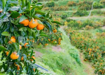 Conab terá até R$ 10 milhões para apoiar escoamento da laranja