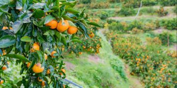 Conab terá até R$ 10 milhões para apoiar escoamento da laranja