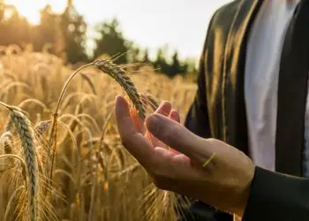 Crédito rural da agricultura empresarial alcança R$ 28,2 bilhões em julho