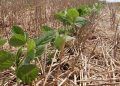 El Niño exige planejamento dos produtores de soja na safra 2026/2027 4 El Niño exige planejamento dos produtores de soja na safra 2026/2027