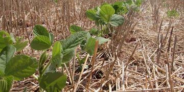 El Niño exige planejamento dos produtores de soja na safra 2026/2027