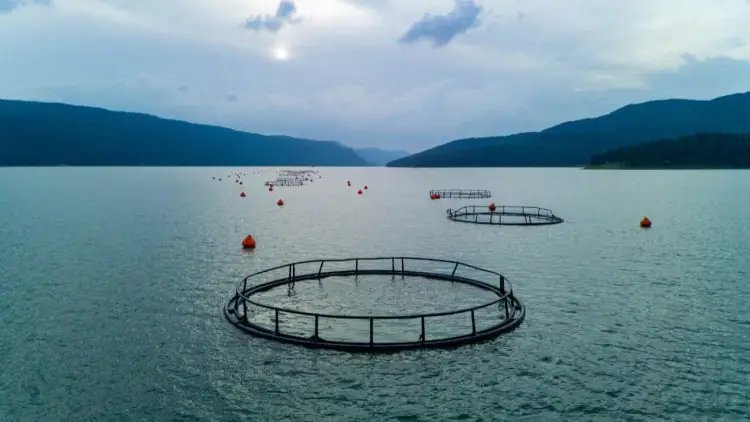 El Nino pode alterar condicoes para pesca e aquicultura no pais entenda