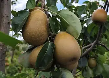 Embrapa desenvolve nova cultivar de pera com colheita precoce e alta produtividade