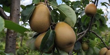 Embrapa desenvolve nova cultivar de pera com colheita precoce e alta produtividade