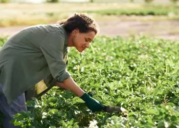 Emprego no agronegócio brasileiro recua 2,1% no 1º trimestre de 2026