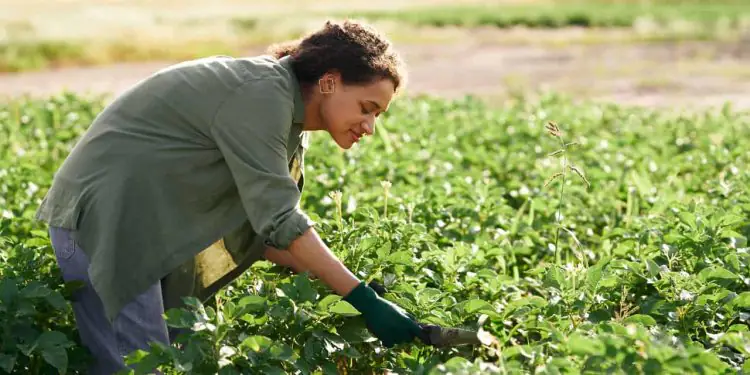 Emprego no agronegócio brasileiro recua 2,1% no 1º trimestre de 2026 1 Emprego no agronegócio brasileiro recua 2,1% no 1º trimestre de 2026