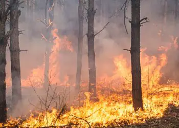 Estados definem áreas prioritárias para prevenção de incêndios florestais; veja quais
