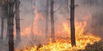Estados definem áreas prioritárias para prevenção de incêndios florestais; veja quais