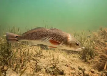 Estudo aponta recorde de deformações em peixes no litoral do Espírito Santo