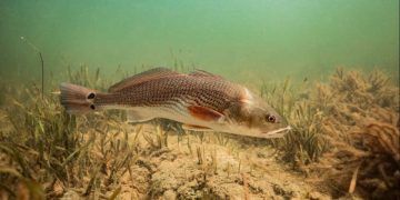 Estudo aponta recorde de deformações em peixes no litoral do Espírito Santo