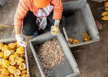 Estudo mapeia 121 mil hectares de cacau em areas alteradas da Amazonia