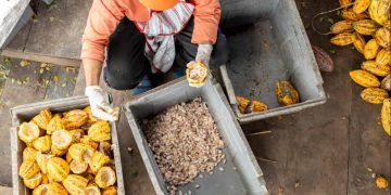 Estudo mapeia 121 mil hectares de cacau em áreas alteradas da Amazônia