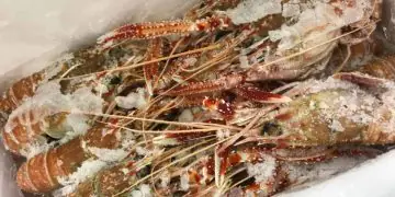 MPA define regras para conservação de produtos da pesca; confira o que muda