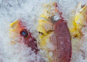 Novas regras para pesca do pargo buscam preservar estoques da espécie