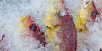 Novas regras para pesca do pargo buscam preservar estoques da espécie