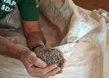 PF apreende 217 toneladas de fertilizantes adulterados em Mato Grosso 7 PF apreende 217 toneladas de fertilizantes adulterados em Mato Grosso