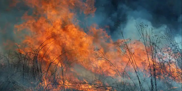 Política nacional estabelece regras para o manejo do fogo e prevenção de incêndios 1 Política nacional estabelece regras para o manejo do fogo e prevenção de incêndios