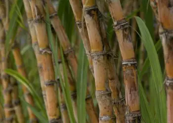 Produção de cana-de-açúcar deve crescer 4,7% na safra 2026/27