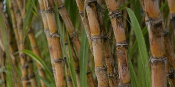 Produção de cana-de-açúcar deve crescer 4,7% na safra 2026/27