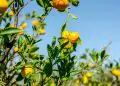Produção de citros avança e safra de laranja deve crescer 9,8% em Goiás 5 Produção de citros avança e safra de laranja deve crescer 9,8% em Goiás