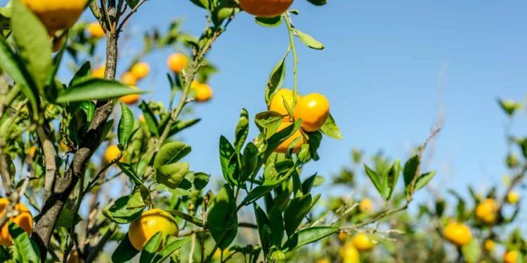 Produção de citros avança e safra de laranja deve crescer 9,8% em Goiás 1 Produção de citros avança e safra de laranja deve crescer 9,8% em Goiás