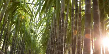 Produtores de cana podem pedir subvenção de R$ 12 por tonelada; confira como fazer