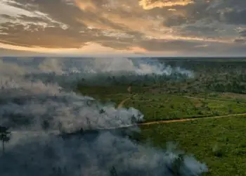 Terras indígenas concentram apenas 1,7% do desmatamento na Amazônia, aponta estudo 8 Terras indígenas concentram apenas 1,7% do desmatamento na Amazônia, aponta estudo