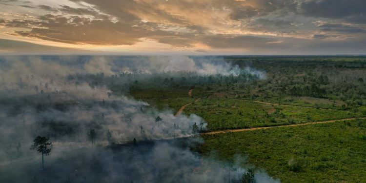Terras indígenas concentram apenas 1,7% do desmatamento na Amazônia, aponta estudo 1 Terras indígenas concentram apenas 1,7% do desmatamento na Amazônia, aponta estudo