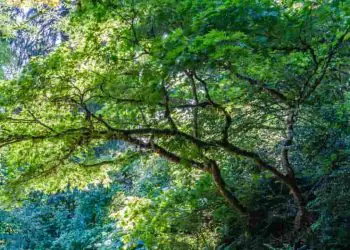 Vegetacao nativa cai de 79 para 65 do territorio brasileiro em 41 anos
