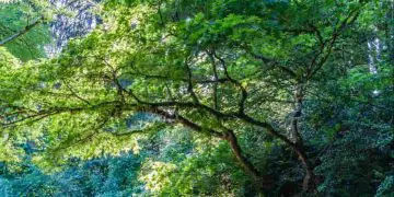 Vegetação nativa cai de 79% para 65% do território brasileiro em 41 anos