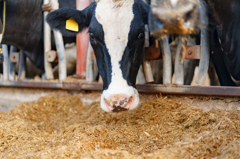 Alimentação animal