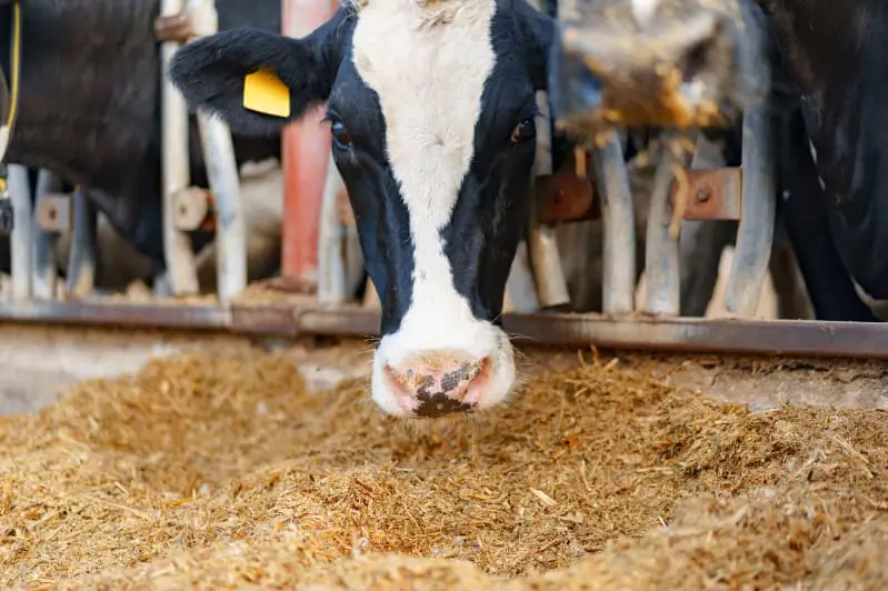Alimentação animal