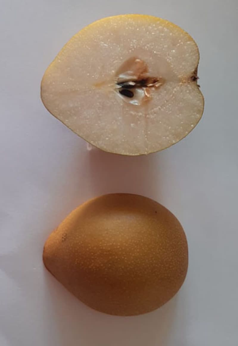 Cultivar de pera