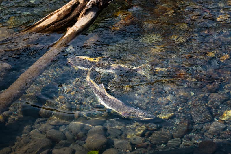 Deformação de peixe