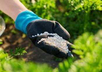 fertilizantes