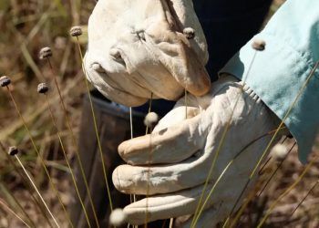 Plantas consideradas extintas são redescobertas por pesquisadores em Minas Gerais