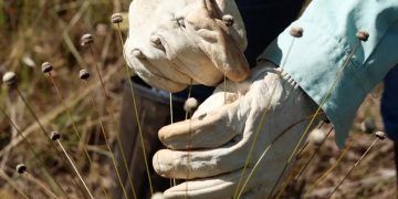 Plantas consideradas extintas são redescobertas por pesquisadores em Minas Gerais