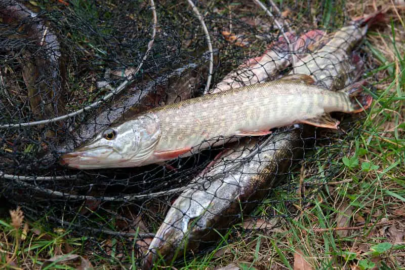 Pirarucu