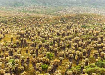 Alertas de desmatamento caem 189 no Cerrado em agosto mas sobem na Amazonia