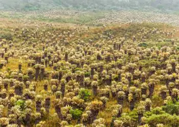Alertas de desmatamento caem 18,9% no Cerrado em agosto, mas sobem na Amazônia