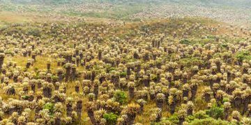 Alertas de desmatamento caem 18,9% no Cerrado em agosto, mas sobem na Amazônia