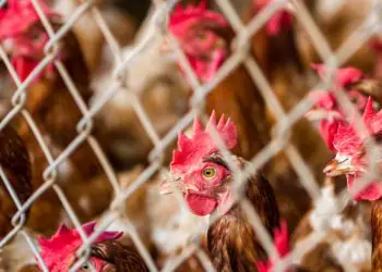 Auditoria da UE aprova controles do Brasil para aves e mel