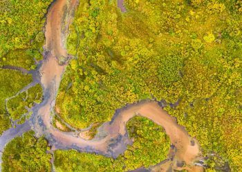 Bacia Amazônica abriga 2,7 mil espécies de peixes e enfrenta ameaças