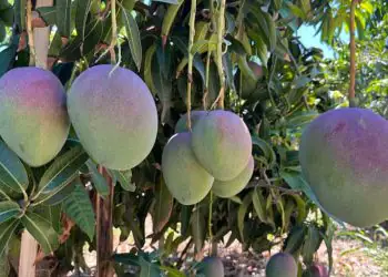 Baixas temperaturas favorecem escurecimento da polpa da manga, aponta Estudo 8 Baixas temperaturas favorecem escurecimento da polpa da manga, aponta Estudo