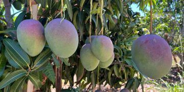 Baixas temperaturas favorecem escurecimento da polpa da manga, aponta Estudo