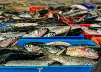 Brasil discute aumento das exportações de pescado para o Marrocos