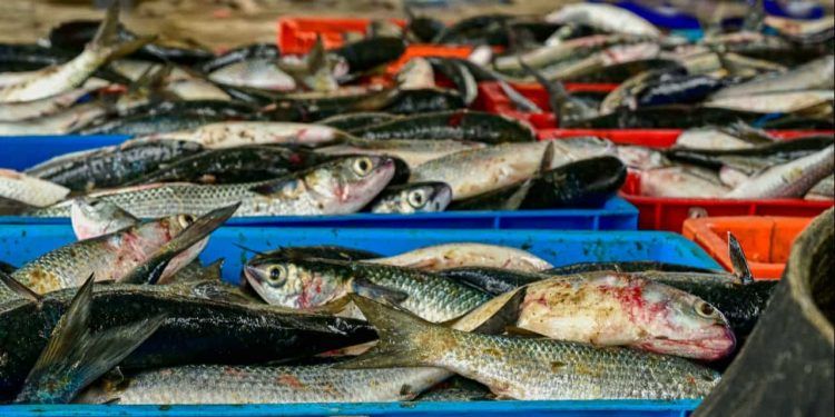 Brasil discute aumento das exportações de pescado para o Marrocos 1 Brasil discute aumento das exportações de pescado para o Marrocos