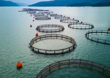 Brasil e Japão discutem comércio de pescado e cultivo de algas durante missão
