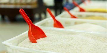Conab poderá destinar R$ 500 milhões para compra de arroz da safra 2025/2026